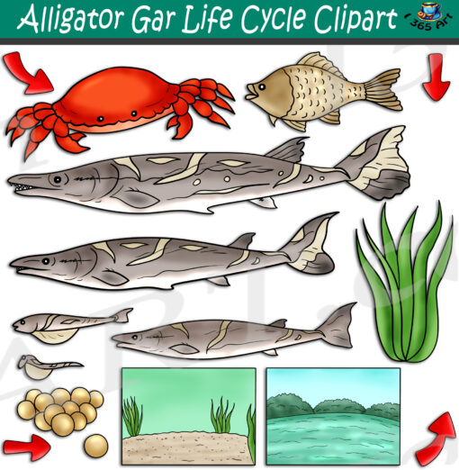 Alligator Gar Life Cycle Clipart