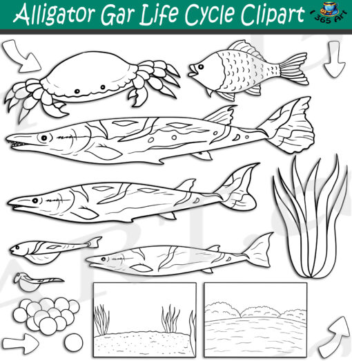 Alligator Gar Life Cycle Clipart Set Download - Image 2