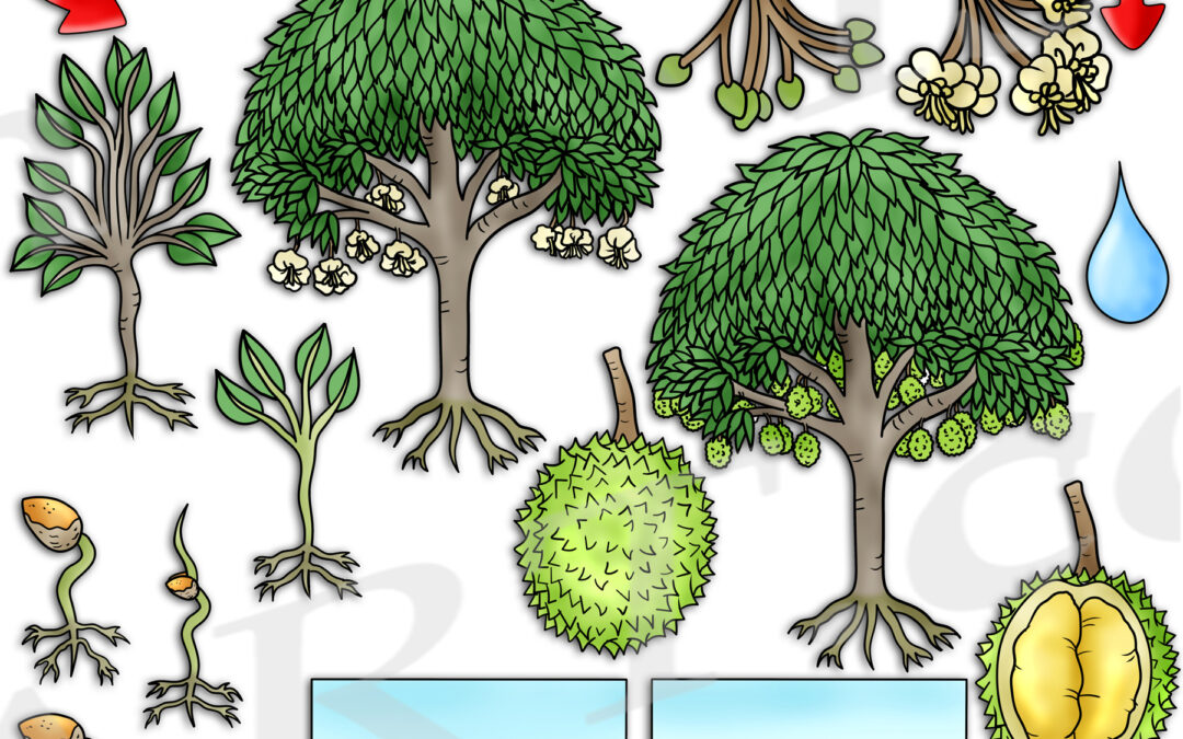 Durian Tree Life Cycle Clipart Set Download