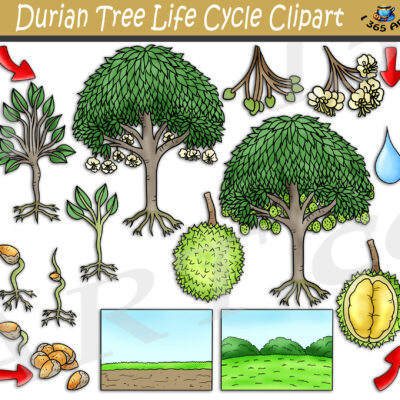 Durian Tree Life Cycle Clipart