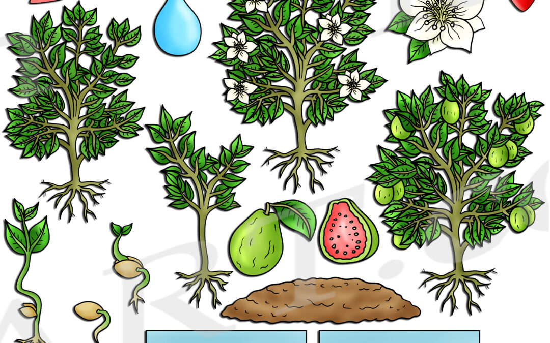 Pink Guava Life Cycle Clipart Set Download