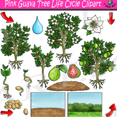 Pink Guava Life Cycle Clipart