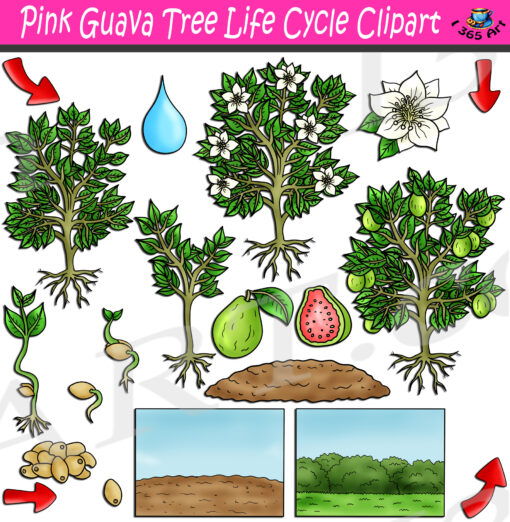 Pink Guava Life Cycle Clipart