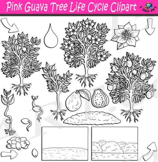 Pink Guava Life Cycle Clipart