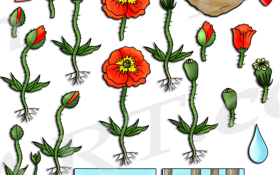 Poppy Life Cycle Clipart Set Download