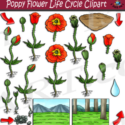 Poppy Life Cycle Clipart