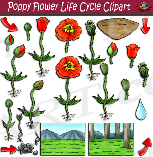 Poppy Life Cycle Clipart