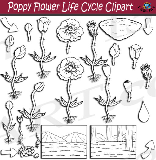 Poppy Life Cycle Clipart