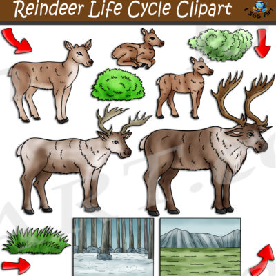 Reindeer Life Cycle Clipart