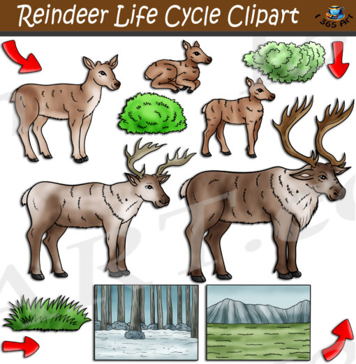 Reindeer Life Cycle Clipart