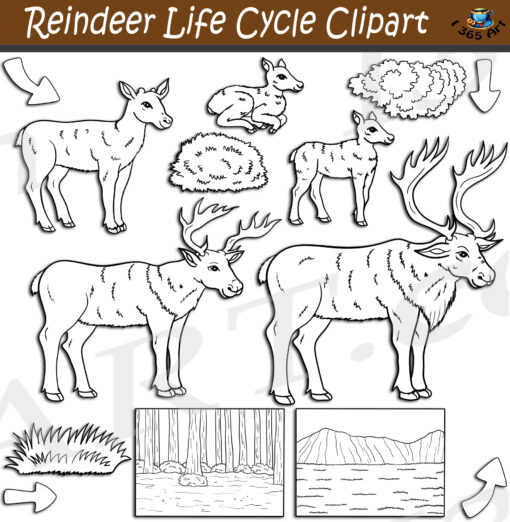 Reindeer Life Cycle Clipart