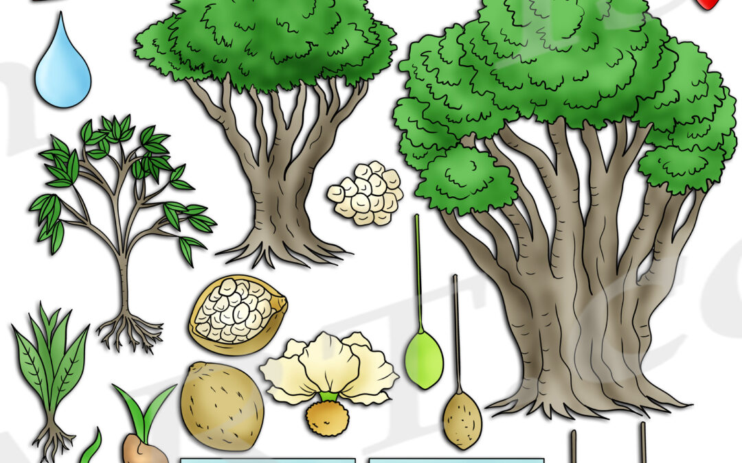 Baobab Tree Life Cycle Clipart Set Download