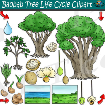 Baobab Tree Life Cycle Clipart