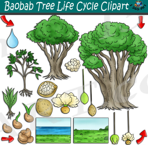 Baobab Tree Life Cycle Clipart