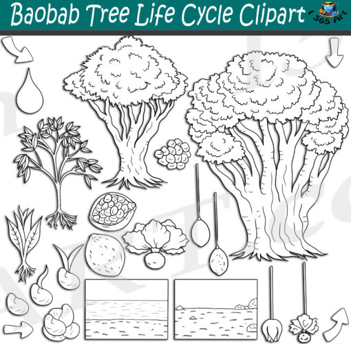 Baobab Tree Life Cycle Clipart Set Download - Image 2