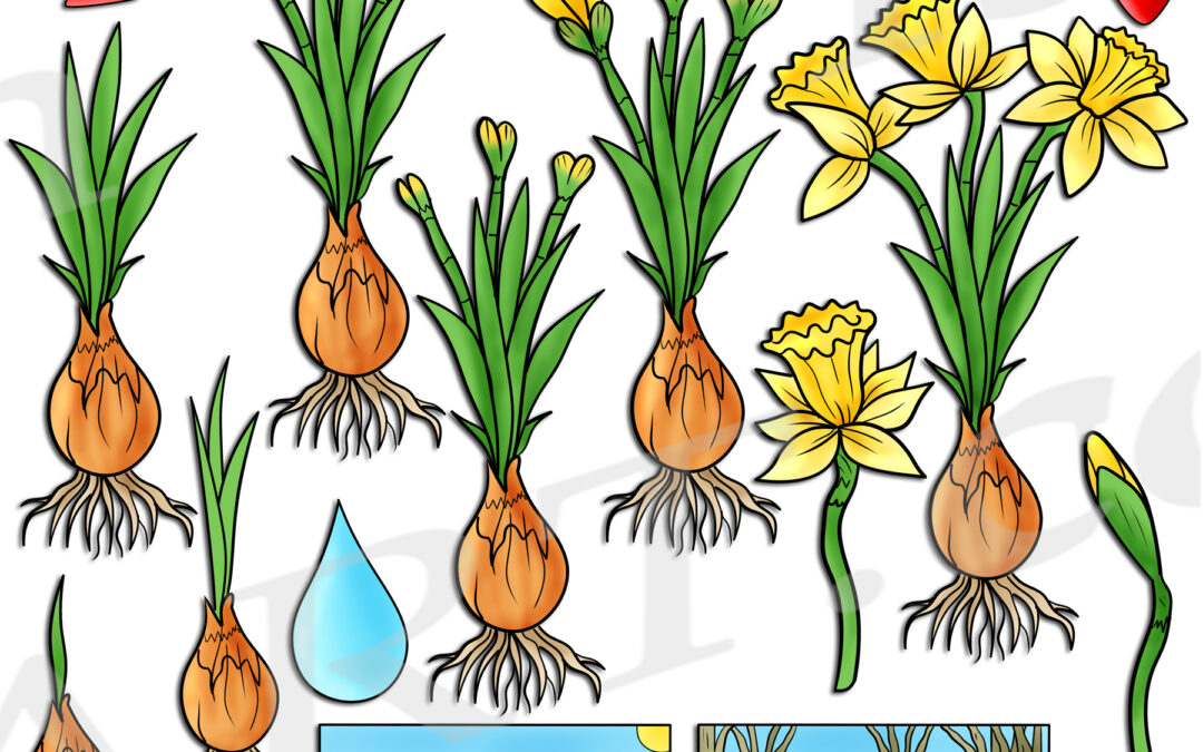 Daffodil Life Cycle Clipart Set Download