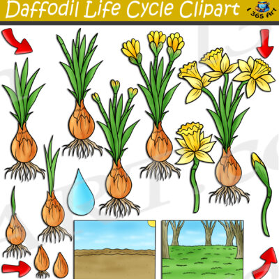 Daffodil Life Cycle Clipart