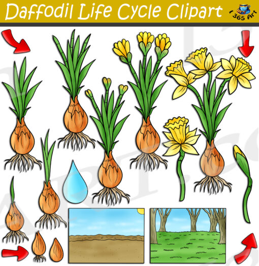 Daffodil Life Cycle Clipart