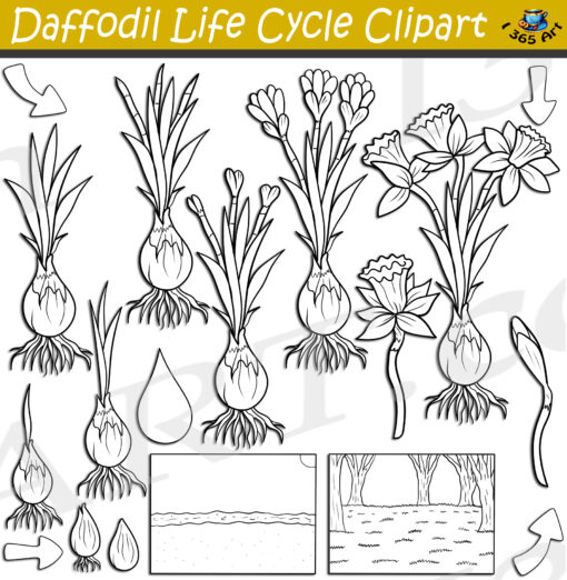 Daffodil Life Cycle Clipart Set Download - Image 2