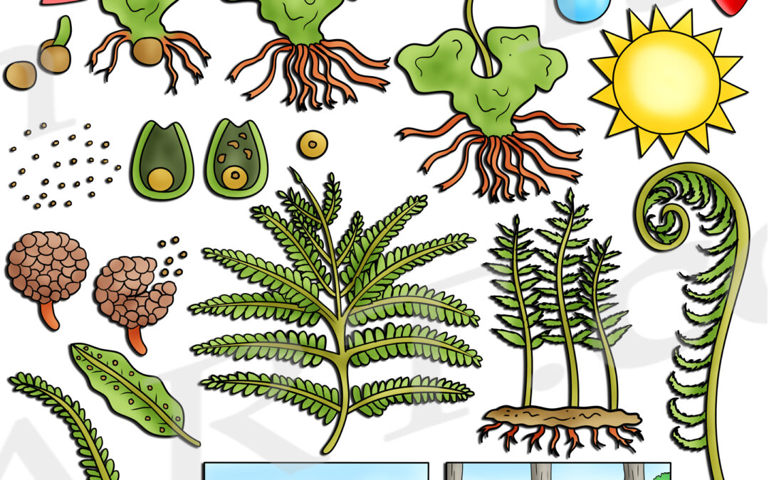 Fern Life Cycle Clipart Set Download