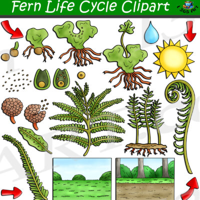 Fern Life Cycle Clipart