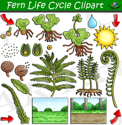 Fern Life Cycle Clipart