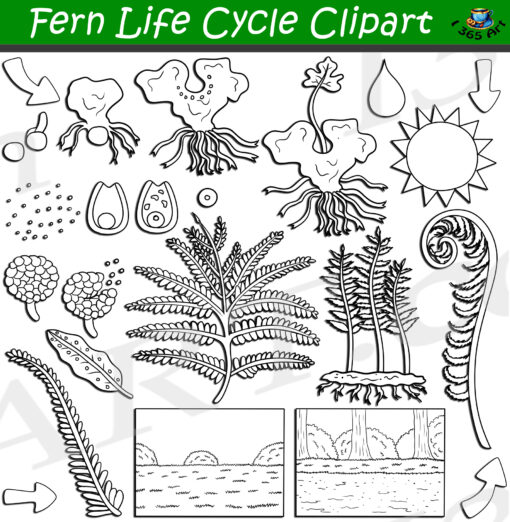 Fern Life Cycle Clipart