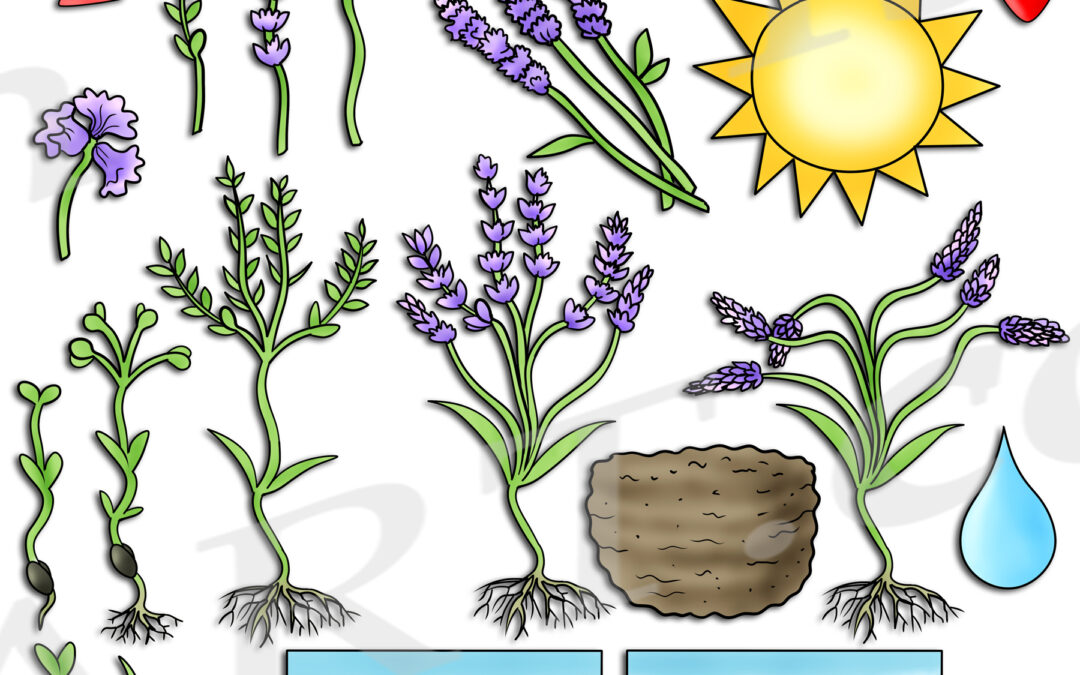 Lavender Life Cycle Clipart Set Download