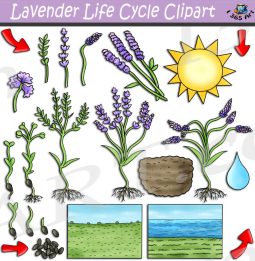Lavender Life Cycle Clipart