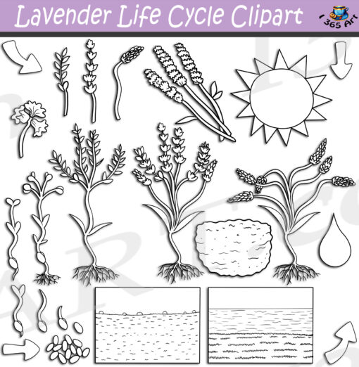 Lavender Life Cycle Clipart Set Download - Image 2