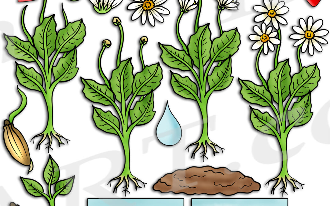 Daisy Life Cycle Clipart Set Download