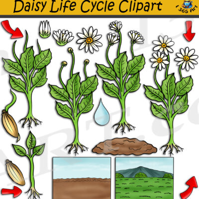 Daisy Life Cycle Clipart
