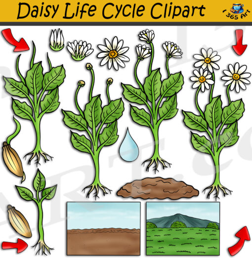 Daisy Life Cycle Clipart