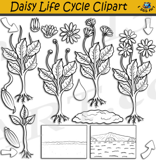 Daisy Life Cycle Clipart
