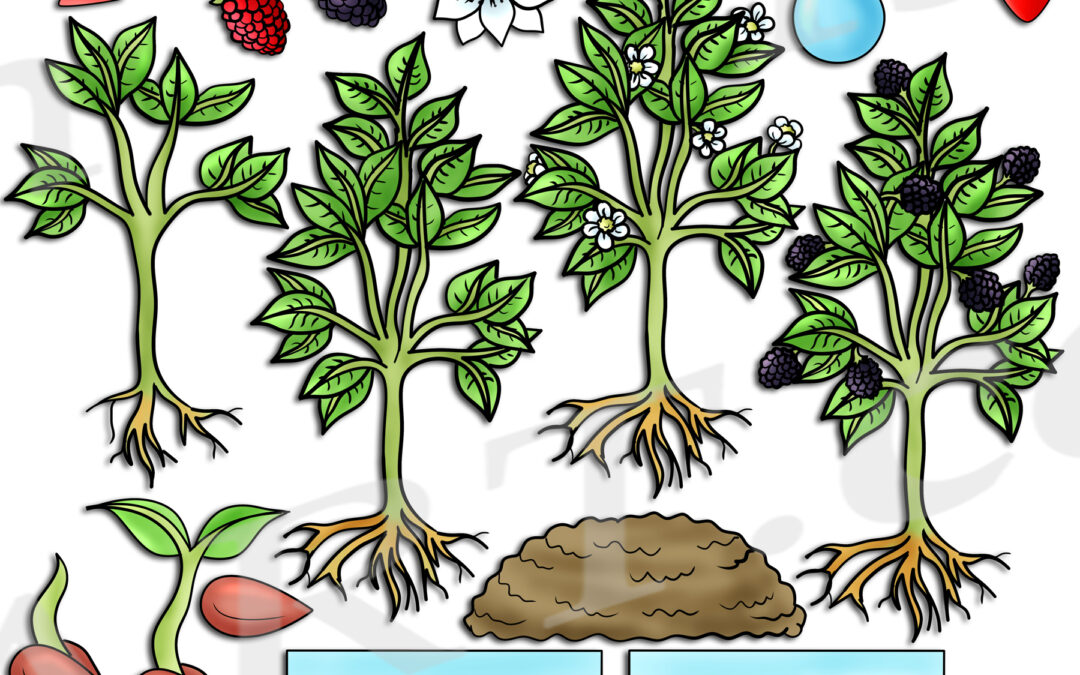 Blackberry Life Cycle Clipart Set Download