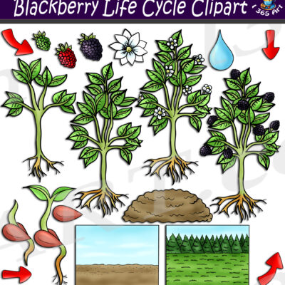 Blackberry Life Cycle Clipart