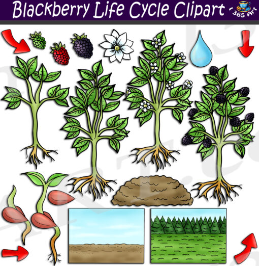 Blackberry Life Cycle Clipart