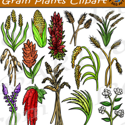 Grain Plants Clipart