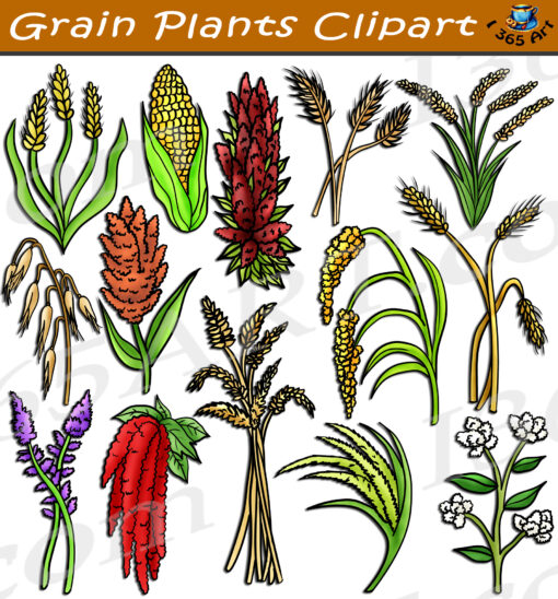 Grain Plants Clipart
