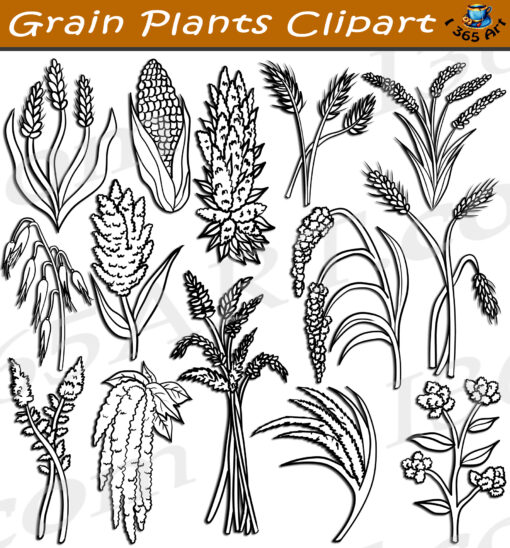 Grain Plants Clipart