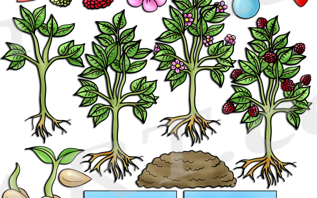 Raspberry Life Cycle Clipart Set Download