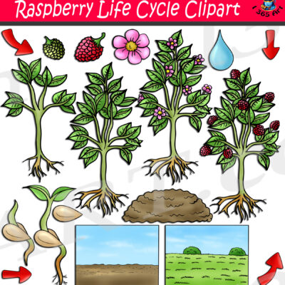 Raspberry Life Cycle Clipart