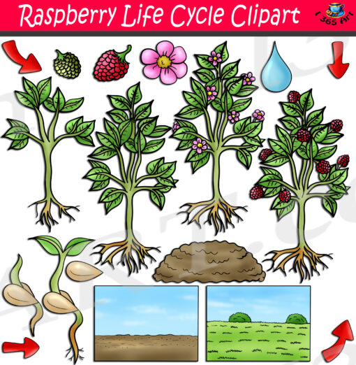 Raspberry Life Cycle Clipart