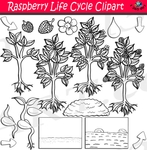Raspberry Life Cycle Clipart Set Download - Image 2