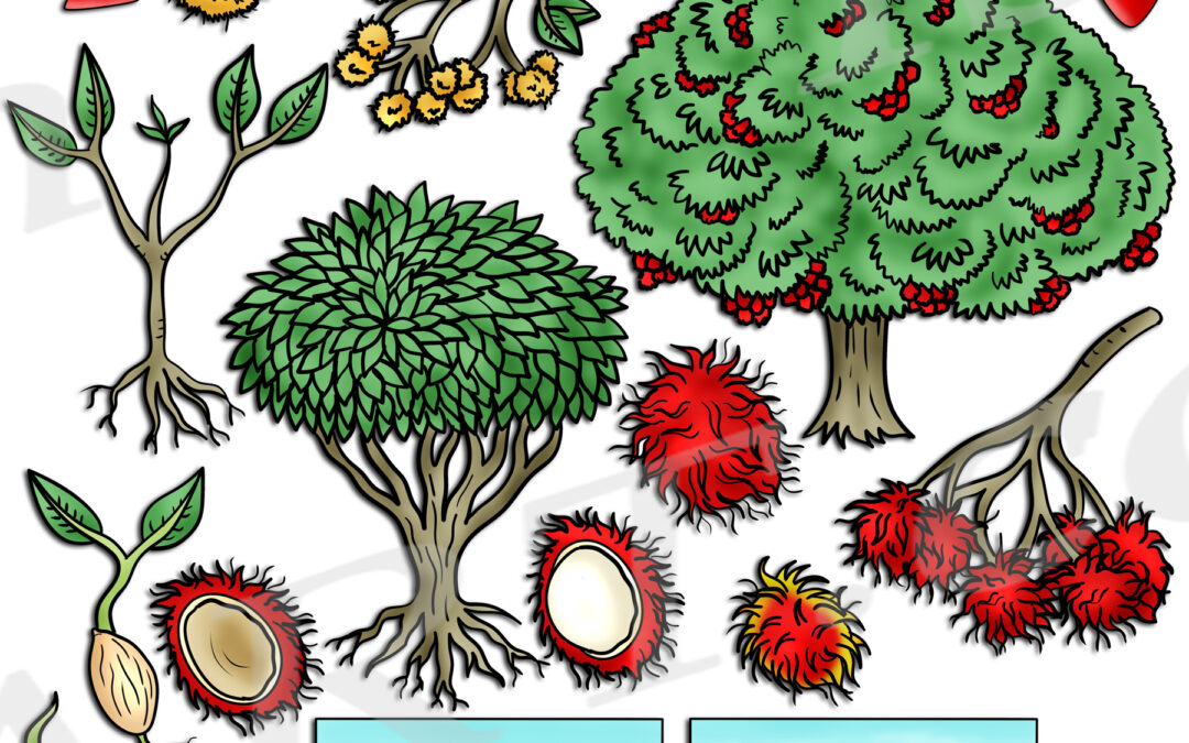 Rambutan Life Cycle Clipart Set Download