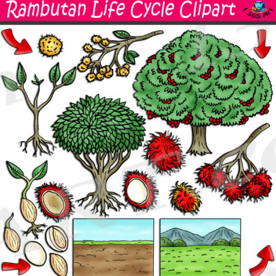 Rambutan Life Cycle Clipart