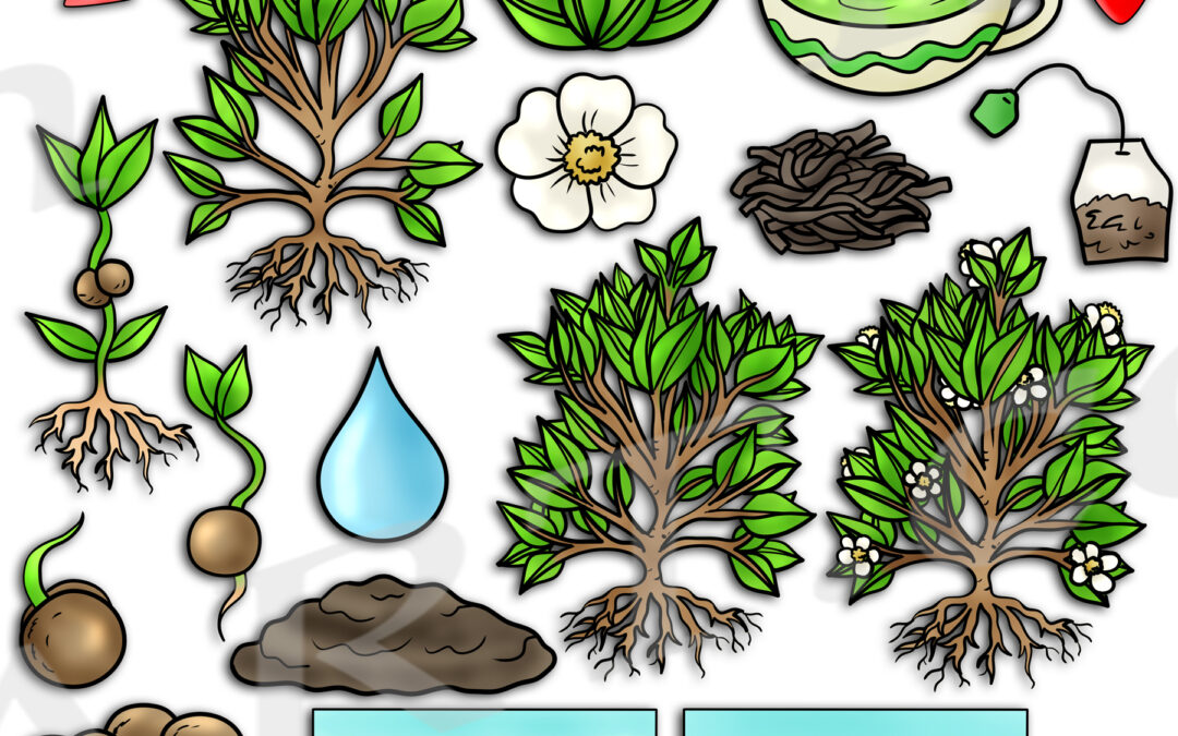 Green Tea Camellia Life Cycle Clipart Set Download