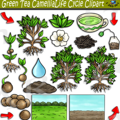 Green Tea Camellia Life Cycle Clipart