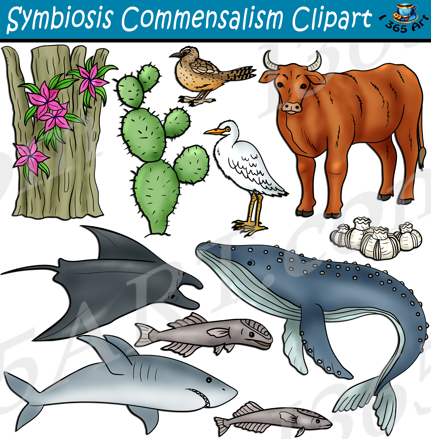 Symbiosis Commensalism Clipart