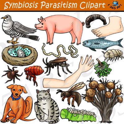 Symbiosis Parasitism Clipart